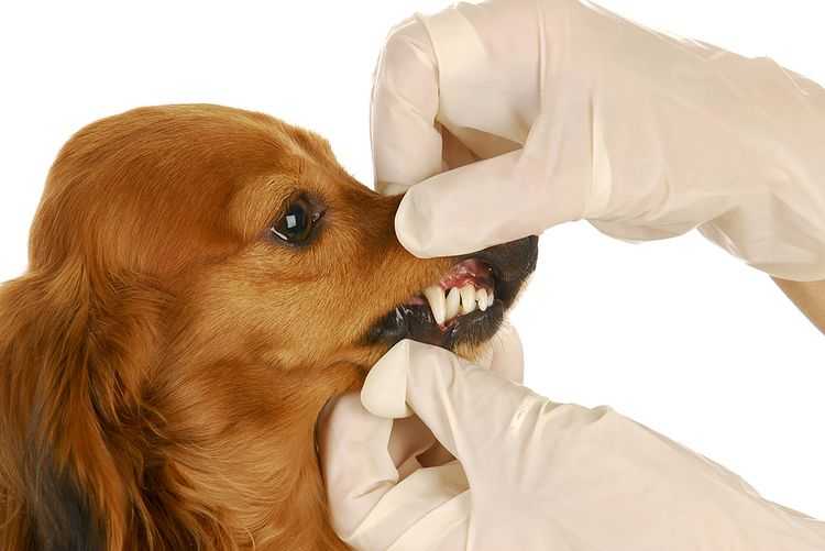 Латерализация черпаловидного хряща при лечении брахицефалического синдрома у собаки