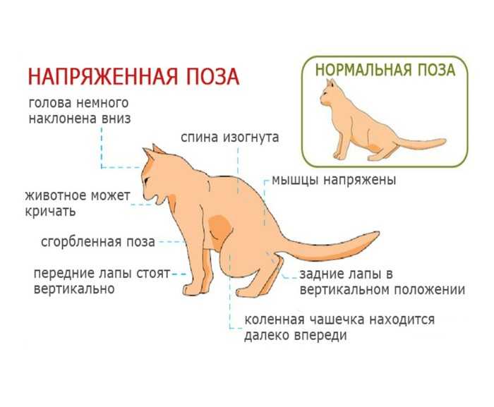 Лечебные корма для кошек при мочекаменной болезни
