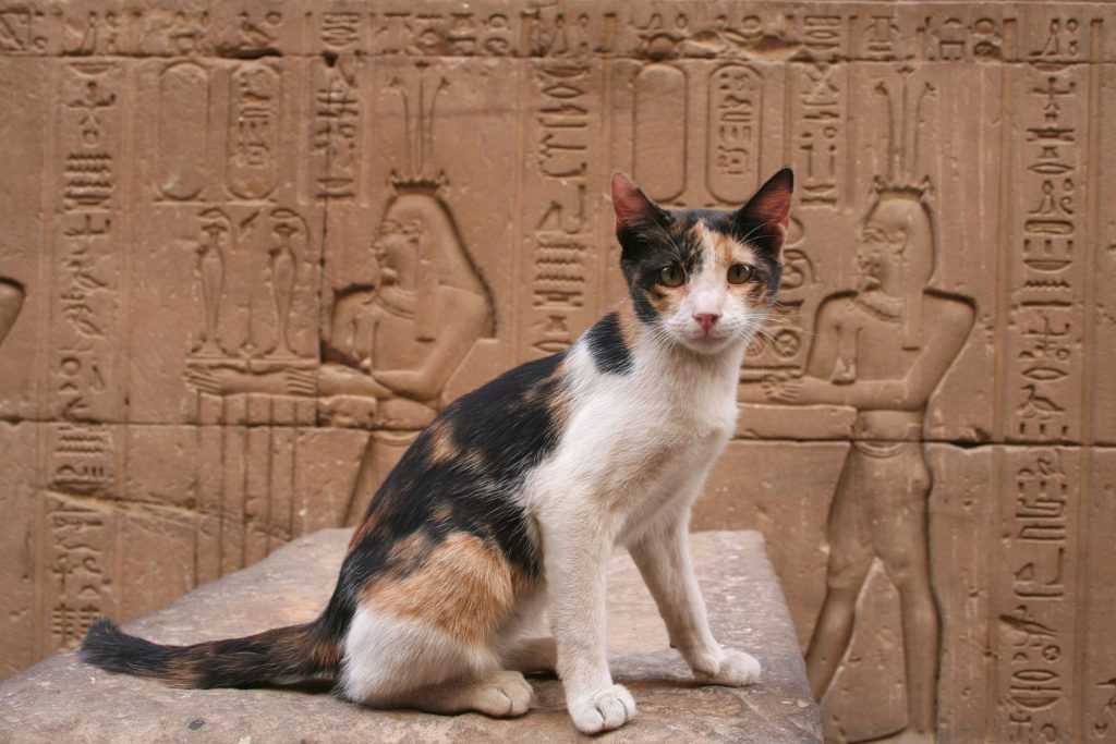 Египетские кошки: прикоснись к истории, узнай о породе! | мур тв