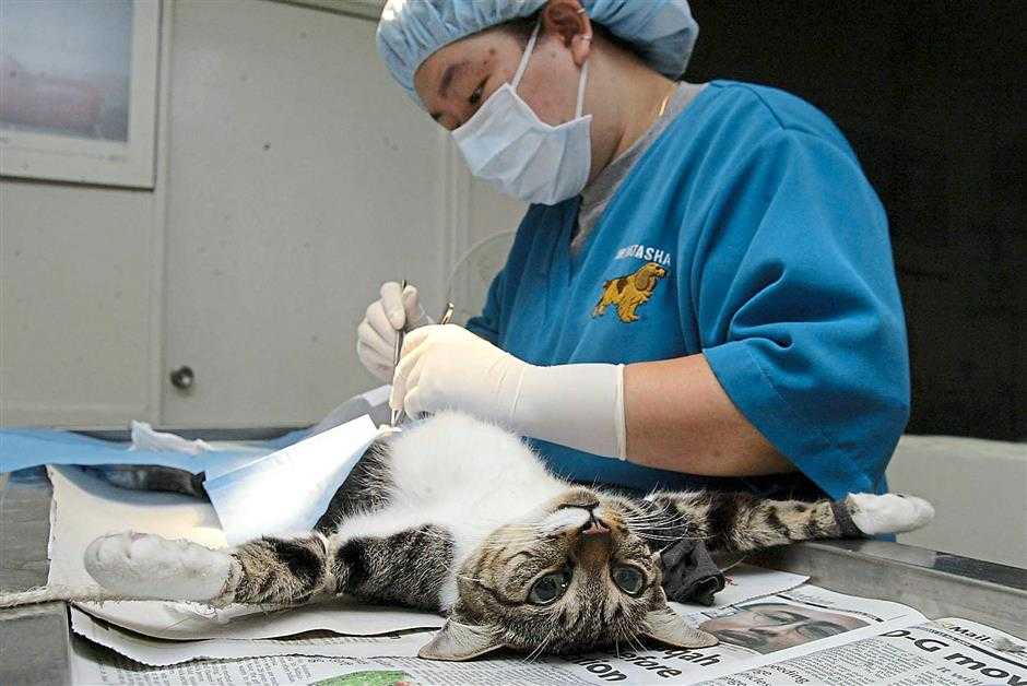 Кастрация кота в спб, стоимость операции в ветклинике.