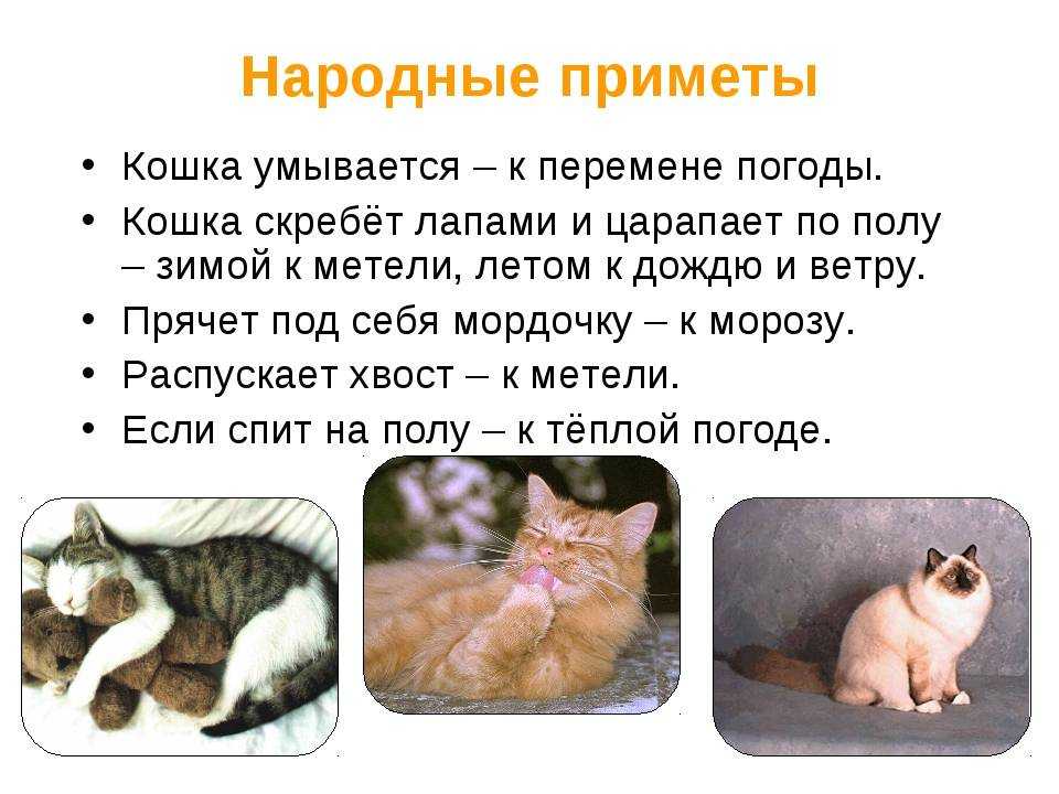 Суеверия и народные приметы, связанные с кошками