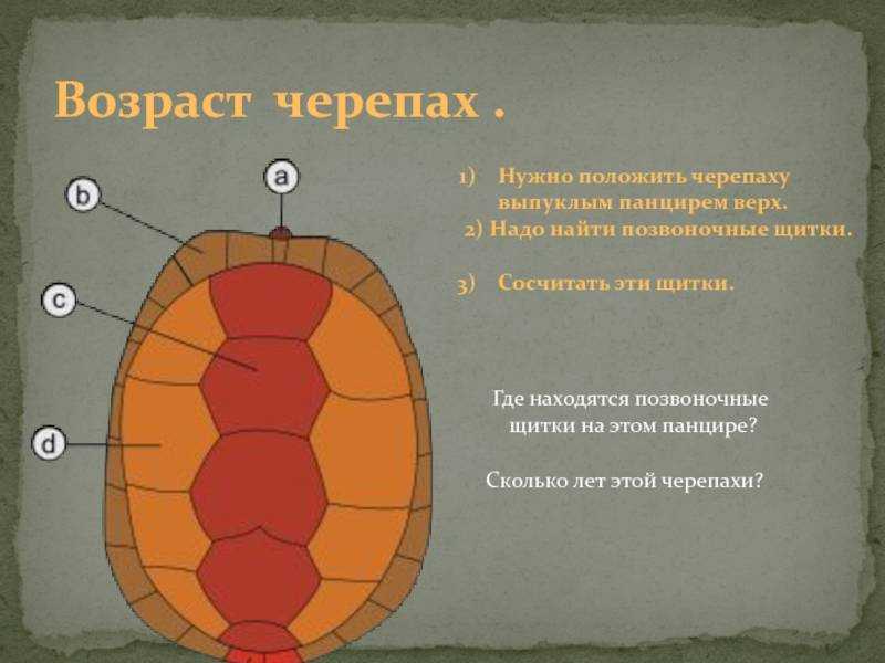 Как определить возраст черепахи? продолжительность жизни черепах