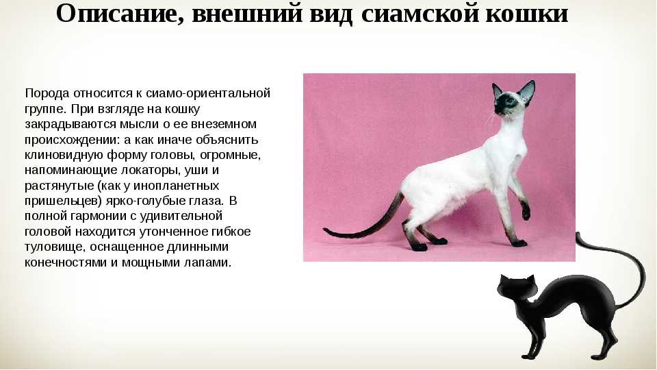 Анатолийская кошка (турецкая короткошерстная) порода кошек | zoodom
