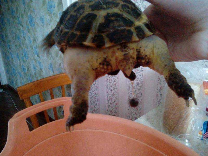 ᐉ грунт для террариума сухопутной черепахи: какой наполнитель лучше выбрать? - zoopalitra-spb.ru