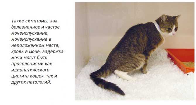 Идиопатический цистит кошек. обследование и лечение в беларуси