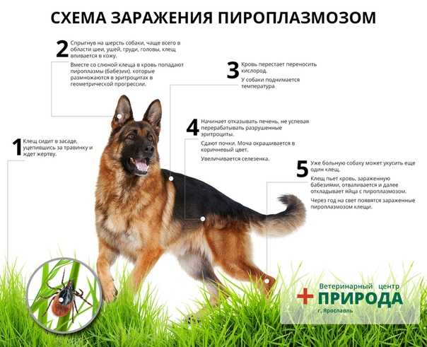 Пироплазмоз у собак - симптомы и лечение