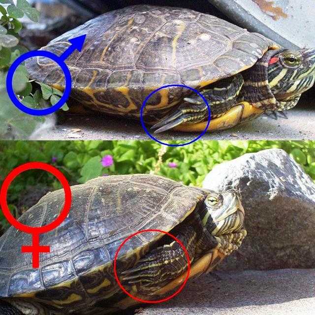 Определение пола у черепах, размножение и разведение