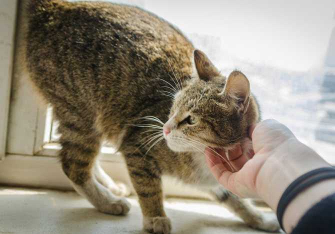 Когда кошка начинает гулять после родов: мнение ветеринаров и заводчиков