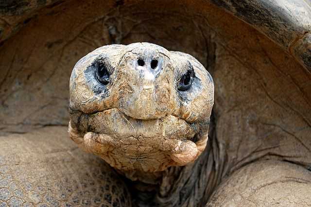 Самые старые черепахи в мире, попавшие в книгу рекордов - zefirka