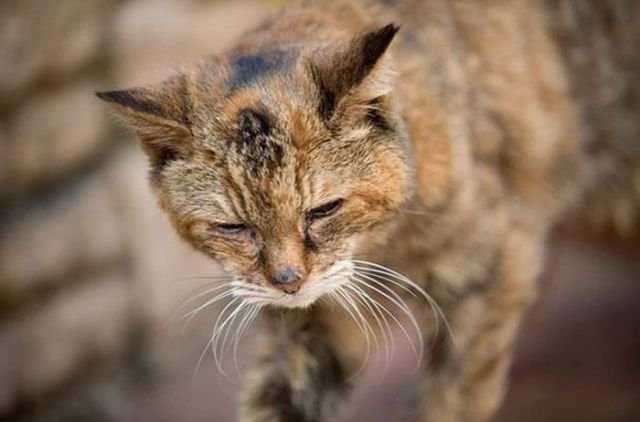 Самые старые в мире коты (23 фото): сколько прожила самая старая кошка? породы котов-долгожителей и долгоживущие животные в книге рекордов гиннеса