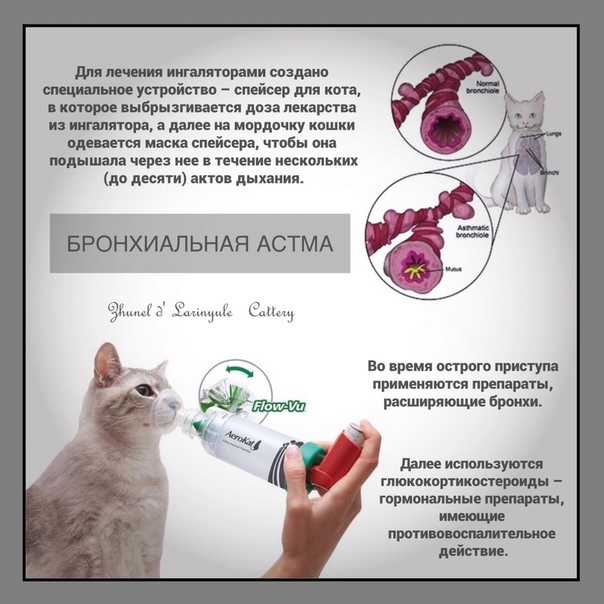 Бронхит у кошек: основные симптомы и способы лечения
