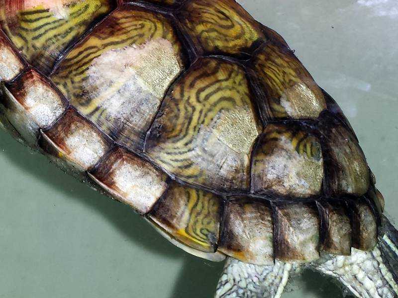 Грибок на панцире у красноухой черепахи: чем и как лечить, симптомы