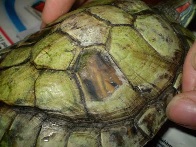 Линька, очистка и уход за панцирем черепахи, отслаивается панцирь, шелушится и облезает кожа на шее и лапах