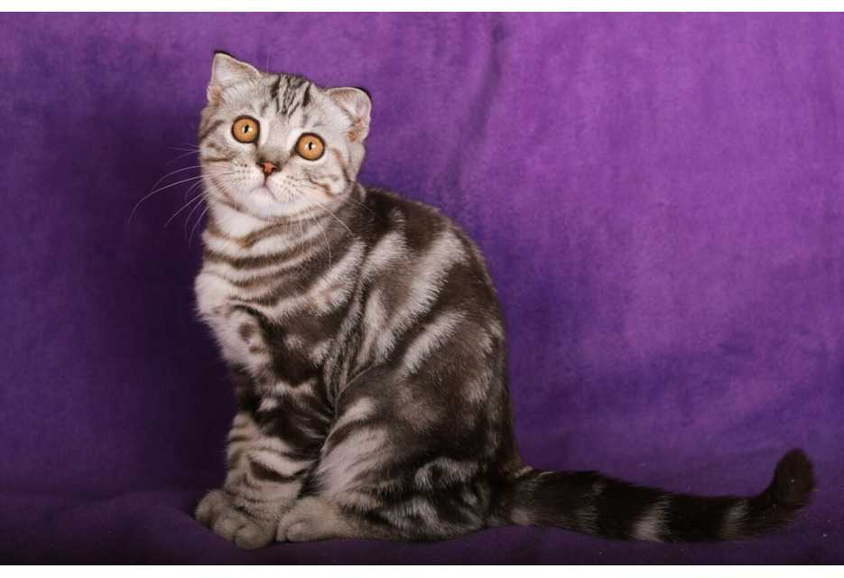 Шотландская вислоухая кошка (скоттиш фолд)