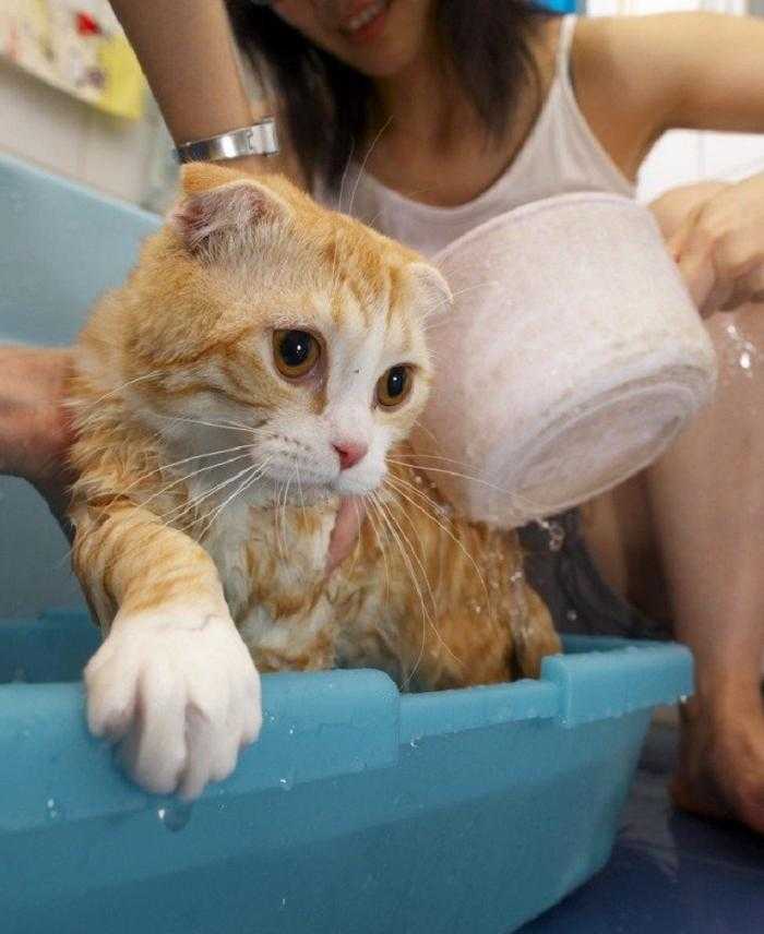Можно купать котов. Купание кота. Мытье кота. Котенок купается. Кот моется.