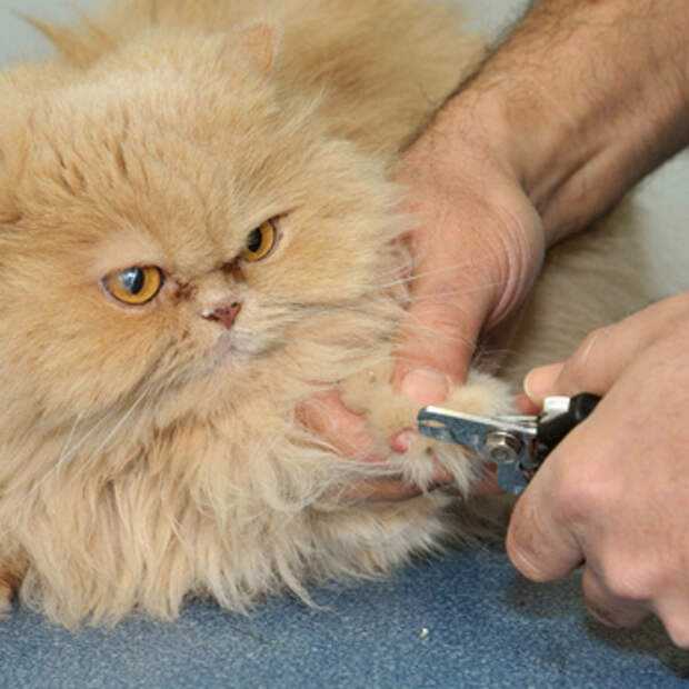 Персидская кошка: описание породы с фото — pet-mir.ru