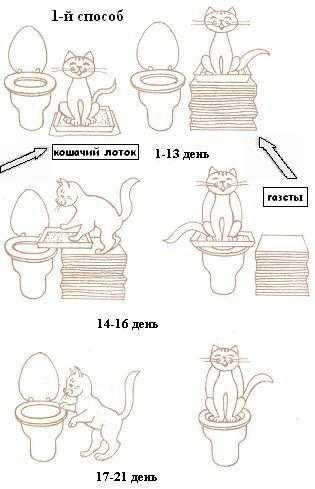Как приучить котенка к туалету-лотку с наполнителем или без него быстро