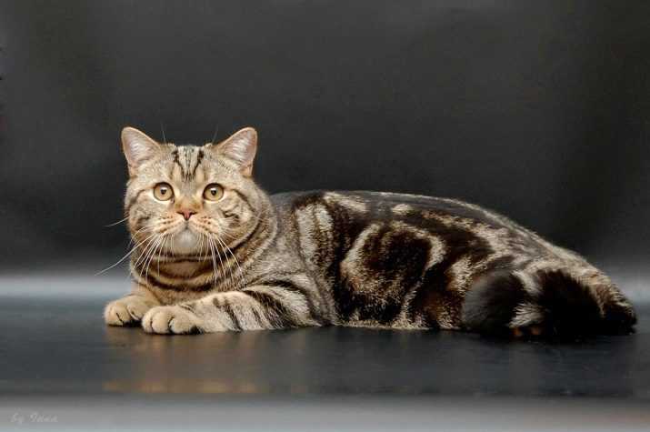 Британская кошка фото, цена, окрасы и описание породы british shorthair
