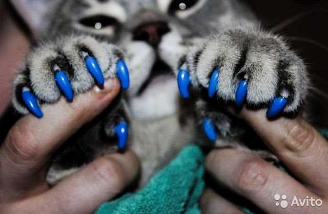 С какого возраста и как наклеить силиконовые ногти для кошек?