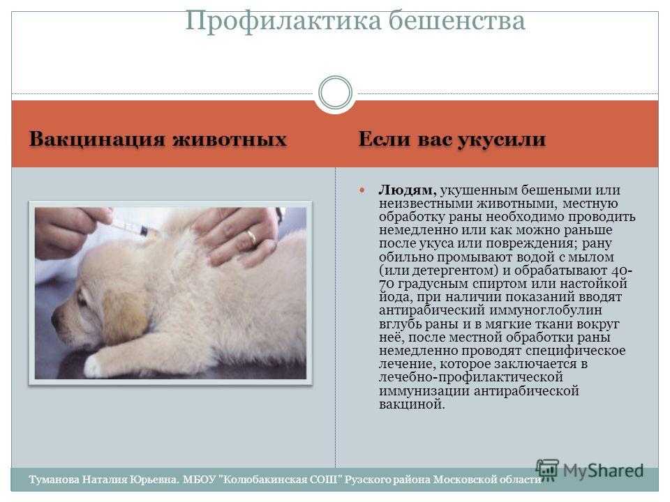 Прививка от бешенства беременной собаке: можно или нельзя, правила и особенности вакцинации