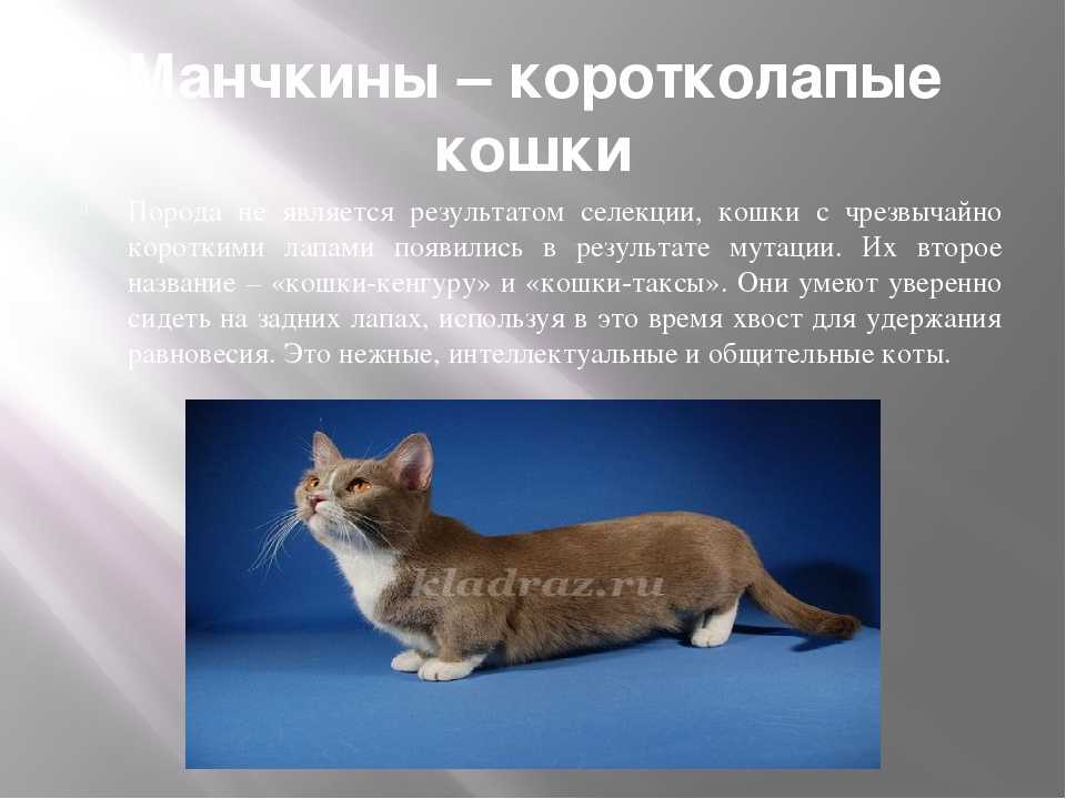 Кошки манчкин (munchkin): особенности породы, фото коротколапого котёнка и взрослого кота, уход и содержание питомца