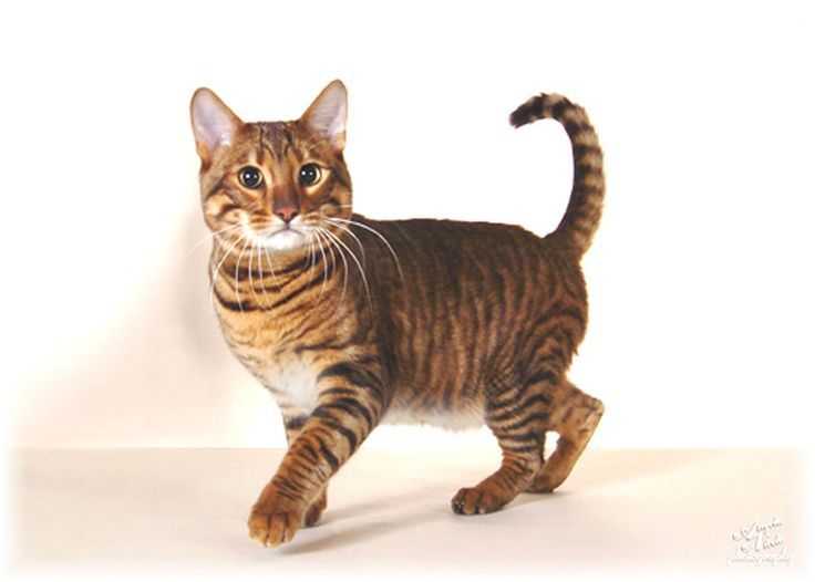 Тойгер: описание породы кошек, уход, фото и цена