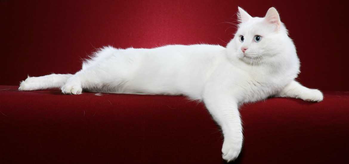 Турецкий ван: описание, цена, уход за турецкой породой кошек