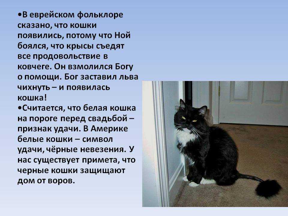 Любят ли кошки своих хозяев - признаки любви - kotiko.ru