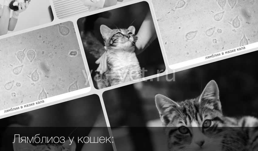 Лямблиоз у кошек - симптомы, диагностика, лечение и профилактика! | caticat.ru