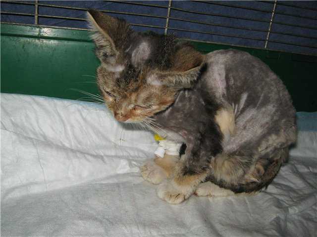 Панлейкопения у кошек - симптомы, лечение кошачьей чумки в москве. ветеринарная клиника "зоостатус"