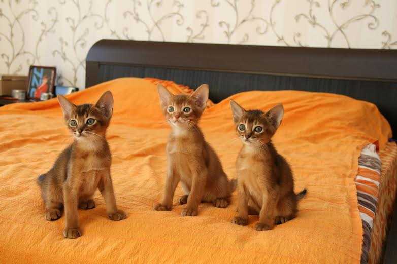 Питомник абиссинских кошек tangerine abyss