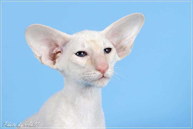 Кошки с большими ушами: список и название пород