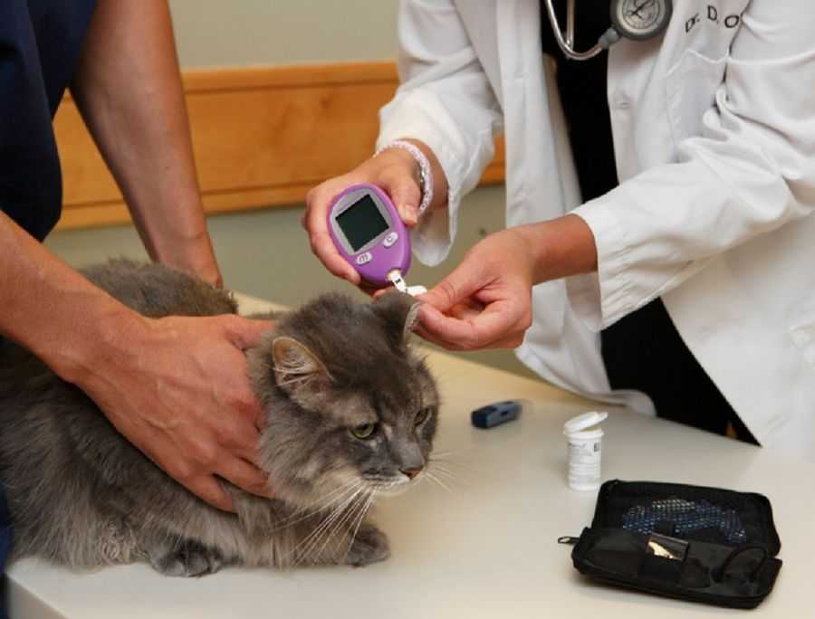 Измерение артериального давления у собак и кошек. ветеринарная клиника "зоостатус"
