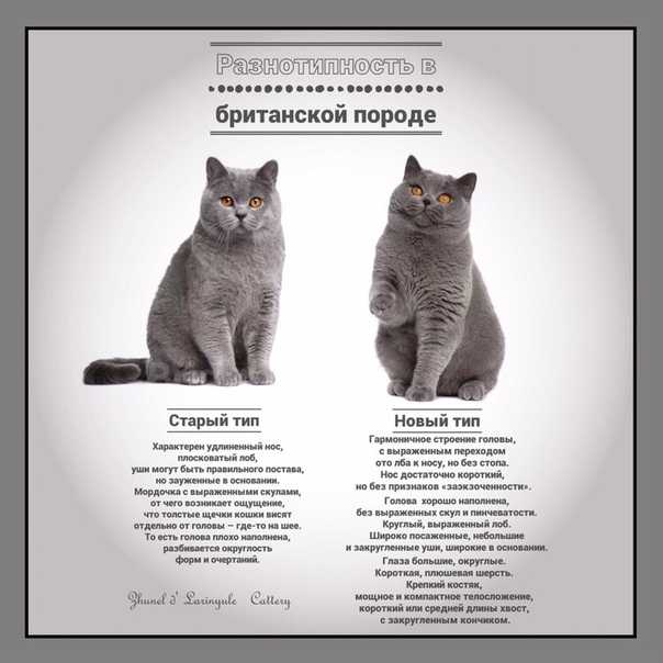 Порода кошек турецкая короткошерстная (анатолийская кошка): характеристика породы, правила кормления, предрасположенность к заболеваниям, фото и видео.