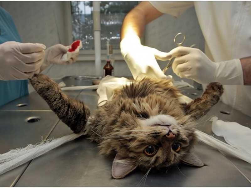 Стерилизация кошек и кастрация кота — нужна ли эта процедура?