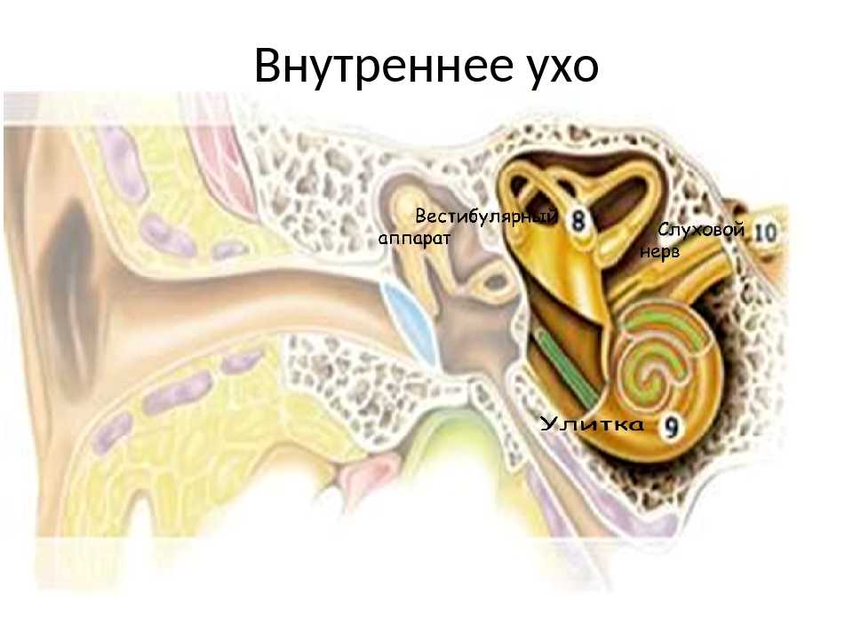 Функция улитки в ухе. Внутреннее ухо.