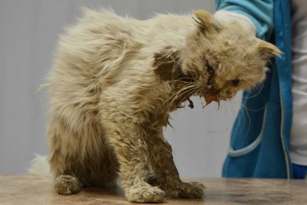 Вирус иммунодефицита у кошек: симптомы, как передаётся, лечение