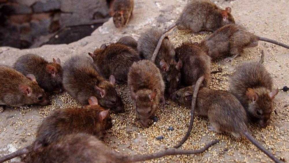Сколько живет крыса в домашних условиях, как увеличить продолжительность жизни питомца