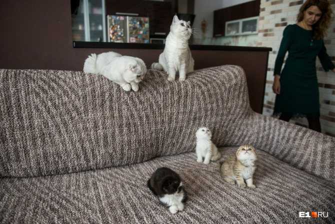 Какие коты лучше всего подходят для содержания в квартире: рейтинг самых ласковых и спокойных пород кошек с фото, описанием характера