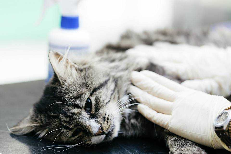 Лечение и профилактика астмы у кошек