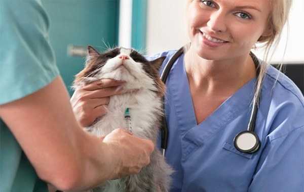 Кашель у кошки: топ-10 причин кашля + советы по профилактике и диагностике заболеваний