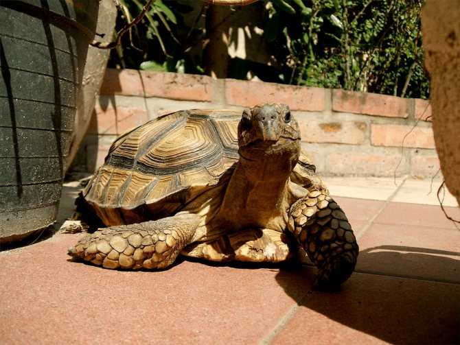 Зеленая черепаха: где обитает, чем питается, сколько живет
