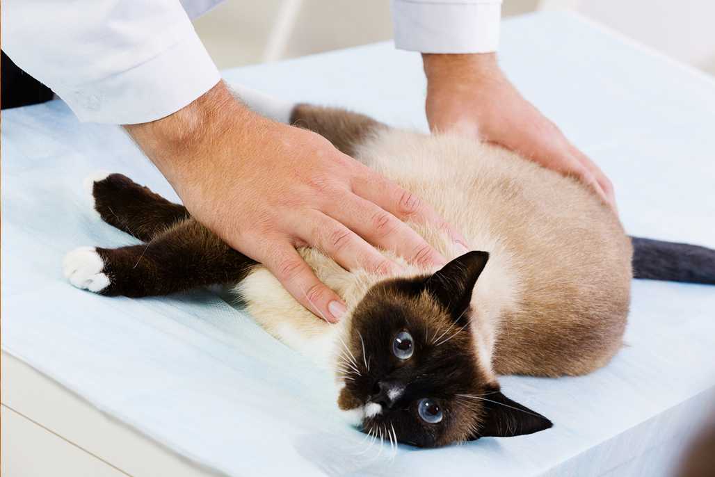 Сколько кошка отходит от наркоза после стерилизации: что делать хозяину в первые часы