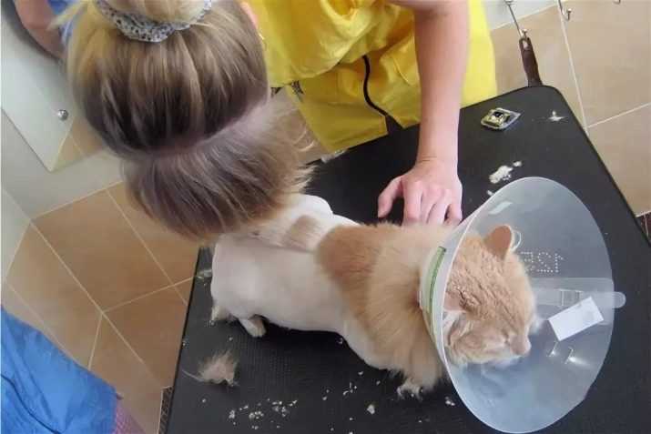Нужно ли стричь кота | блог ветклиники "беланта"