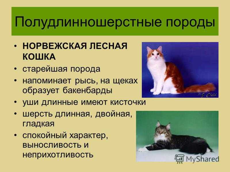 Европейская короткошерстная кошка: описание, фото, уход, характер, цена - kisa.su