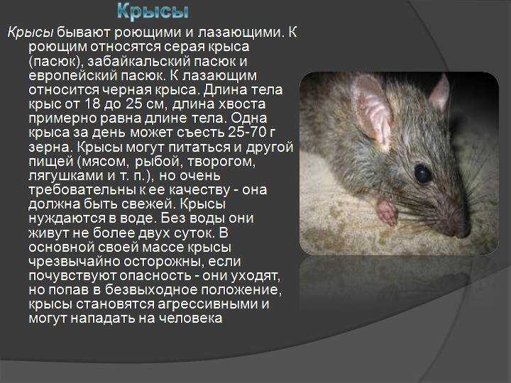 Сколько живут домашние (декоративные) крысы: продолжительность жизни в домашних условиях
