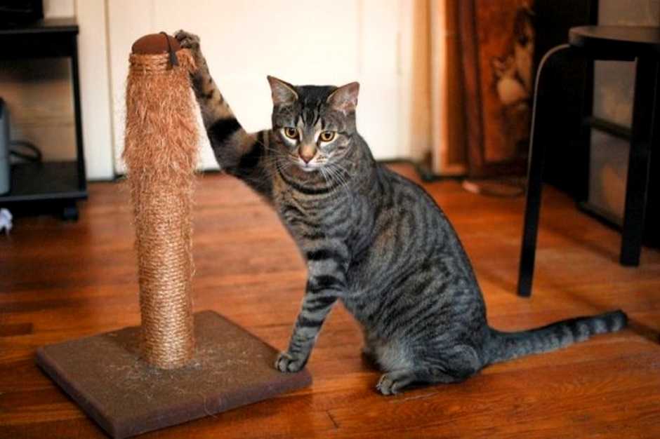 Как приучить кошку к лежанке: с помощью валерьянки или кошачье мяты