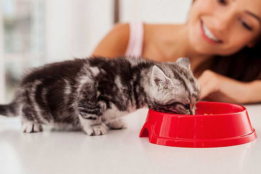 Зачем и как размачивать сухой корм для кошек и котят