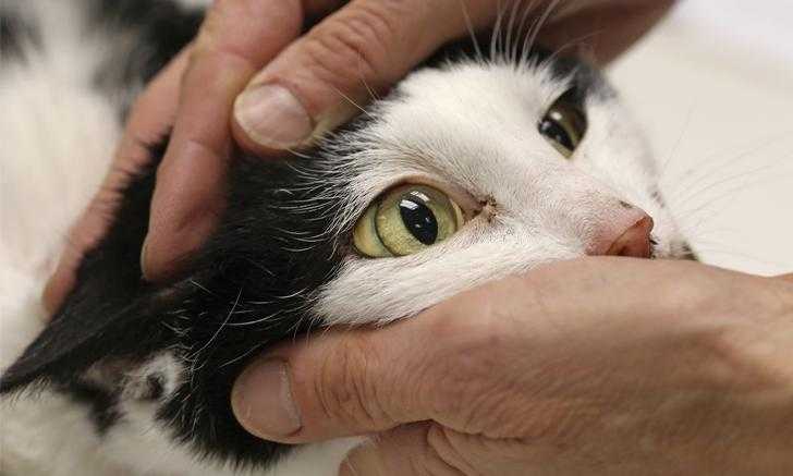 Гепатоз у котов и кошек - симптомы, лечение, препараты, причины появления | наши лучшие друзья