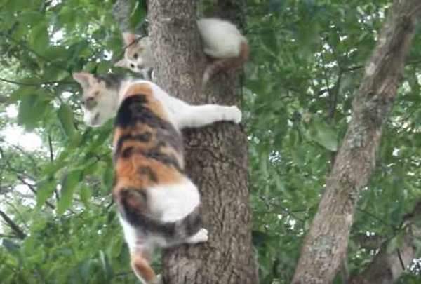 Как снять кошку с дерева